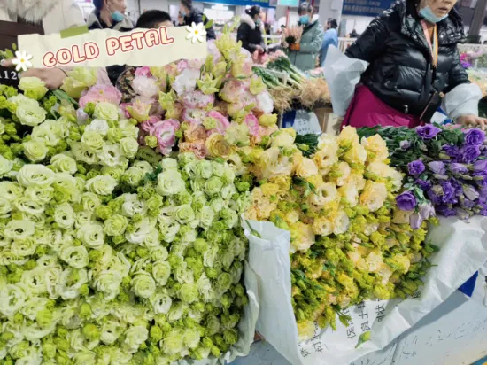 Regali di Natale all'ingrosso Fiori freschi recisi Molte varietà Eustoma per la decorazione